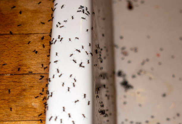 Best Best Pest Control Companies  in Elroy, WI