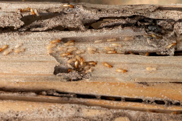 Best Pest Prevention Services  in Elroy, WI